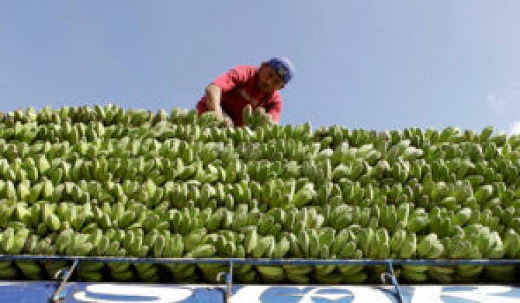 Philippine banana growers plead for Japanese consumers to bear price hikes